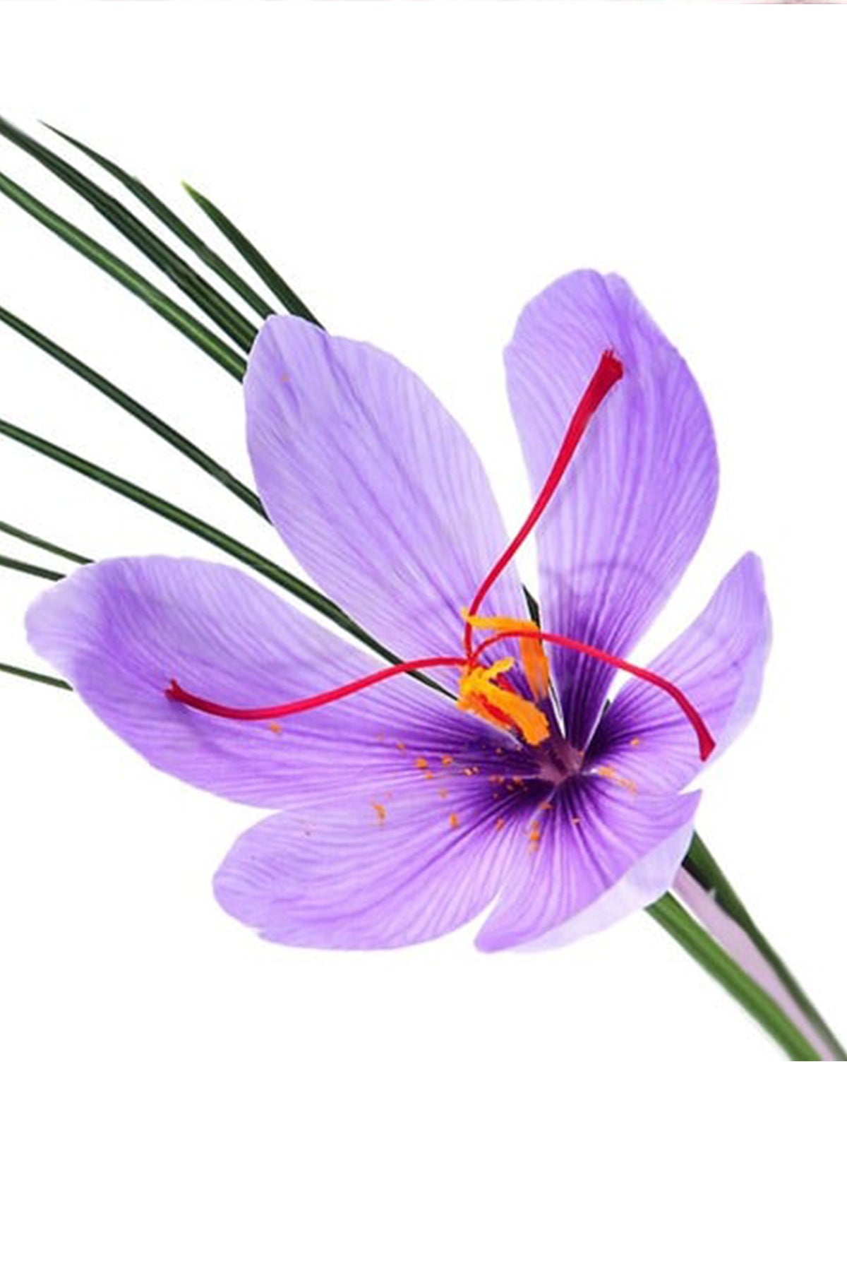 Bahraman Safran – Lezzetin ve Şifanın Altın Anahtarı 4 Gr